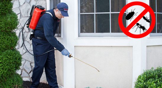 Şemdinli Fare İlaçlama böcek ilaçlama ve haşere kontrolü — ilaclama-tr.com